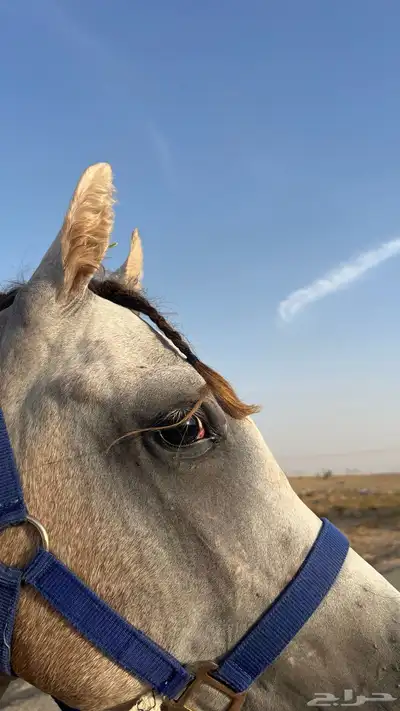 حصان مهر واهو 1