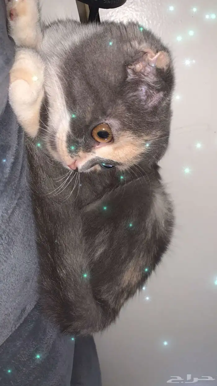 بسه 3
