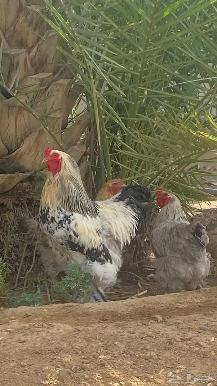 دجاج براهما فاخر 7