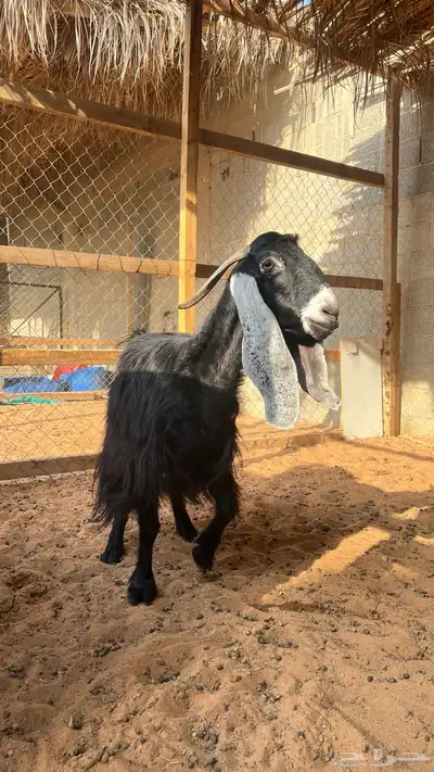 عنز عارضيه 1