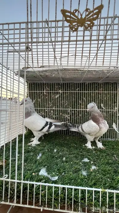 حمام تركي 2