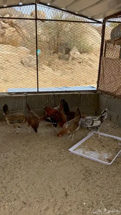 دجاج عربي افرق 1
