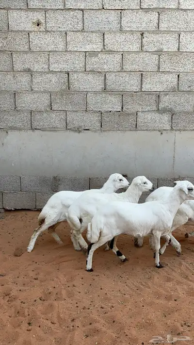رخال رفيد 3