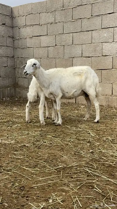 شاه عليها طلي ودافع في شهرين 1