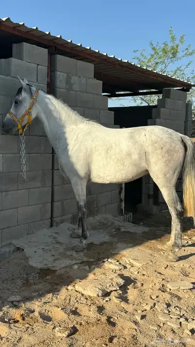 فرس شعبيه 1
