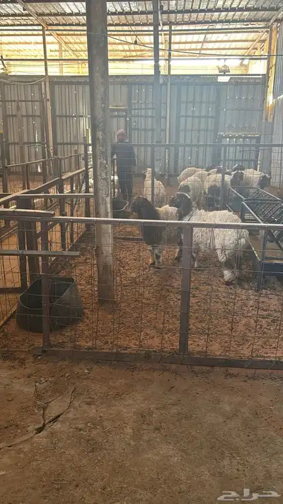 حظيرة أغنام   شبك أغنام   حوش أغنام   للإجار او التقبيل 5