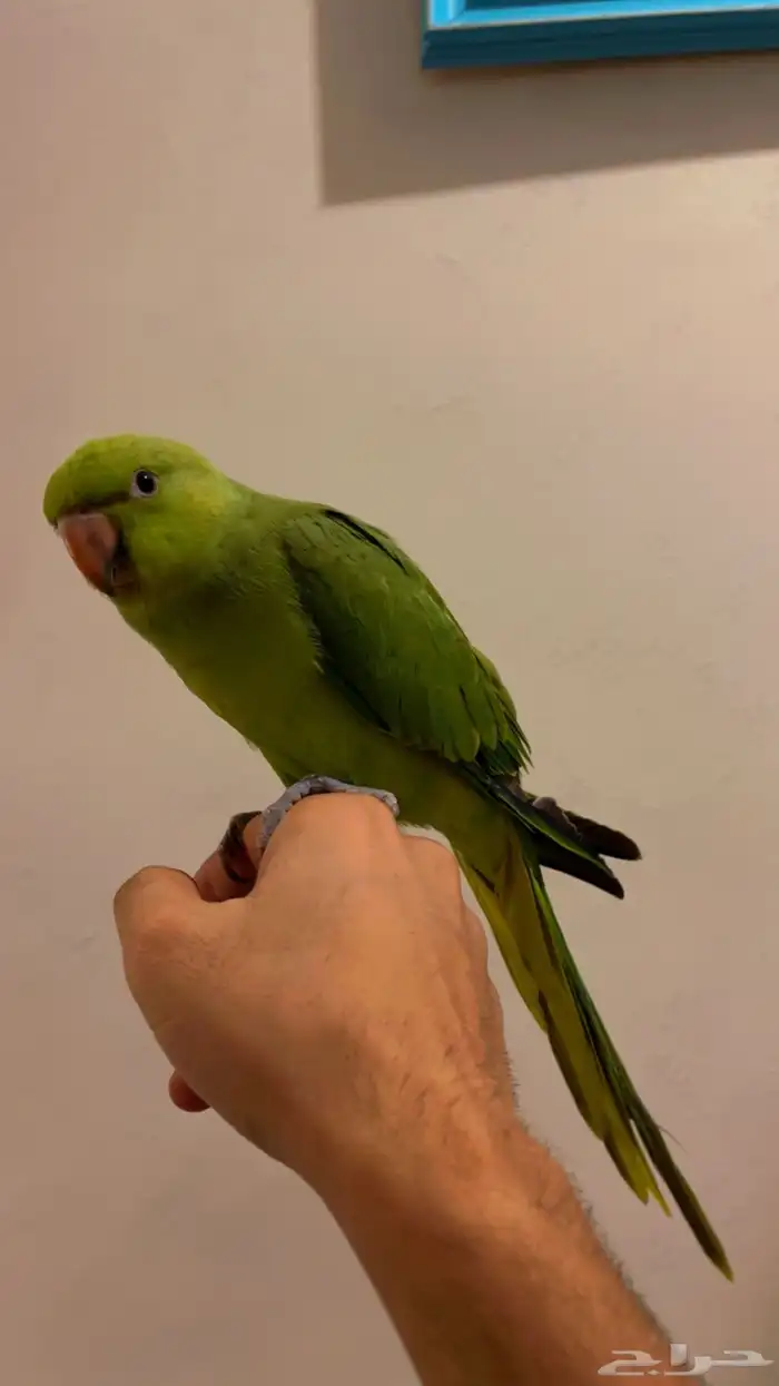 ببغاء درة اليف 1