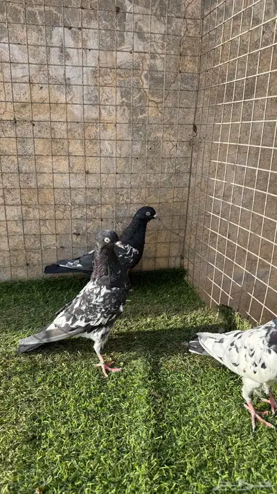 حمام باكستاني 6