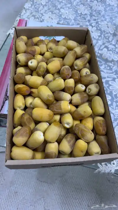 رطب إخلاص 3