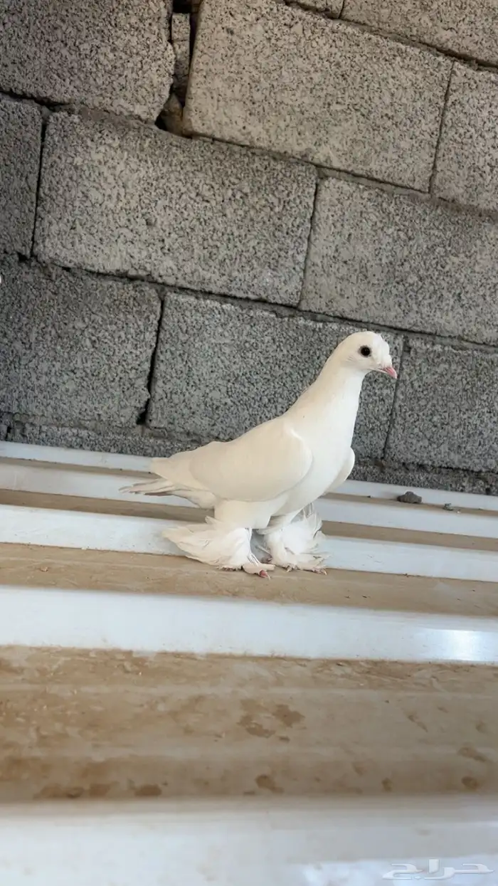 حمام تركي(تم البيع). 3