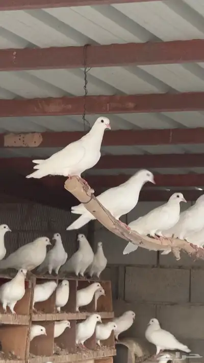 حمام فرنسي للبيع 2