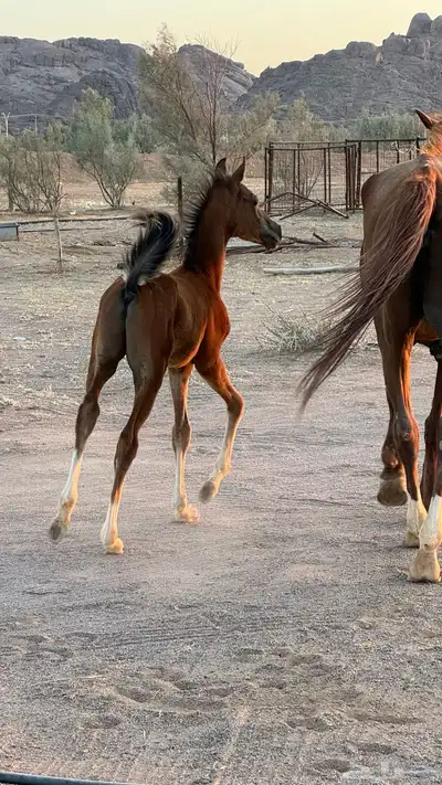 للبيع فرس شعبيه   المهر هديه معها 1