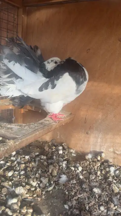 رقاص هولندي فناتيل 2