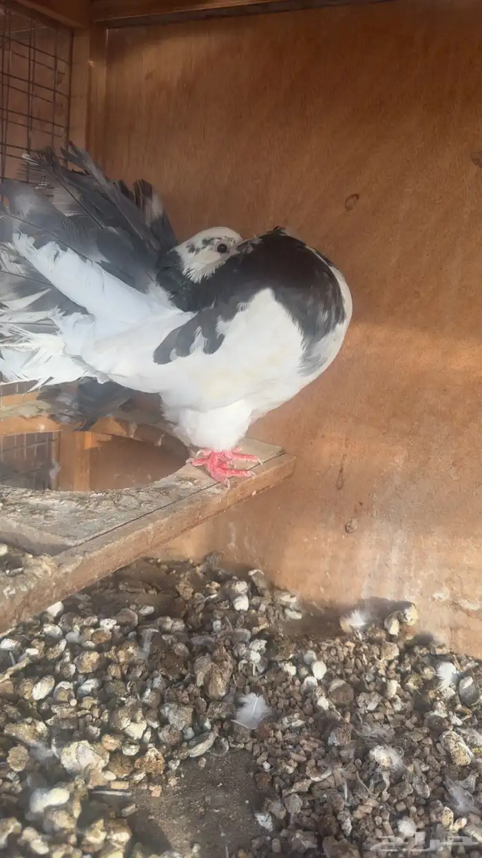 رقاص هولندي فناتيل 2