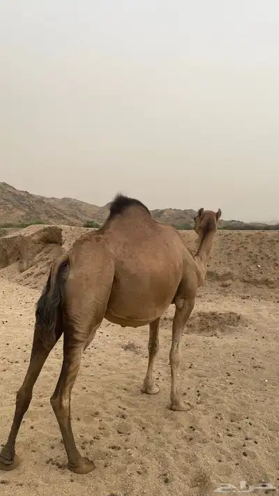 ناقه ساحليه جنبه تسعه اشهر 2
