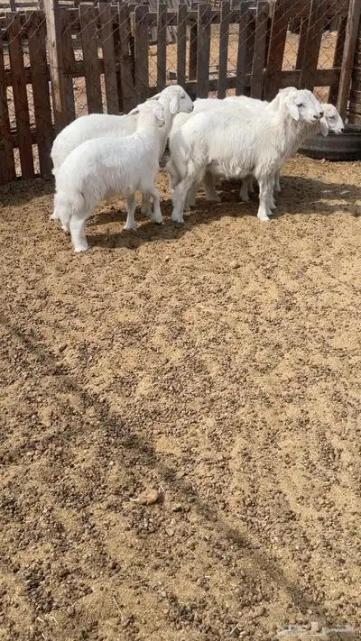 طليان طيبه اعمارها 4 شهور 3