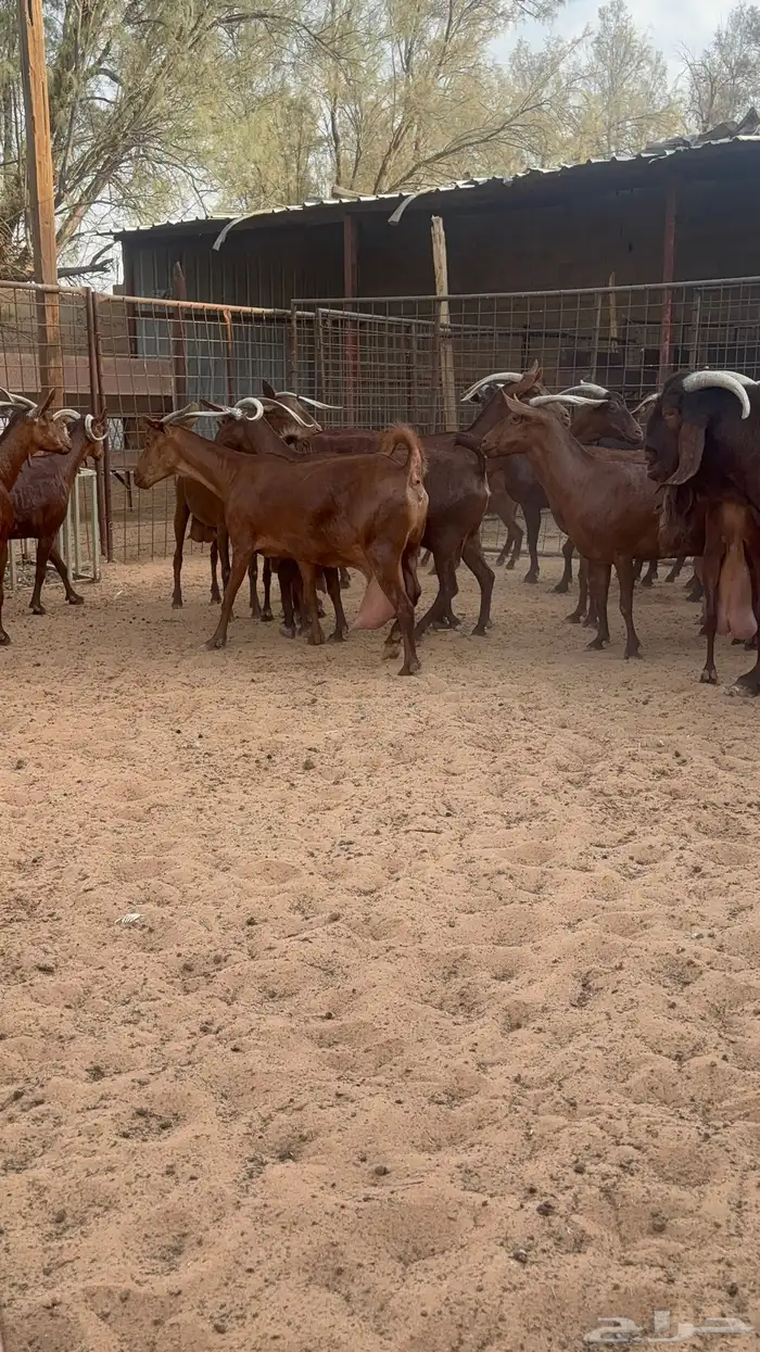 ماعز محايلية دهم وفحل كلهاري صنف تم البيع 10