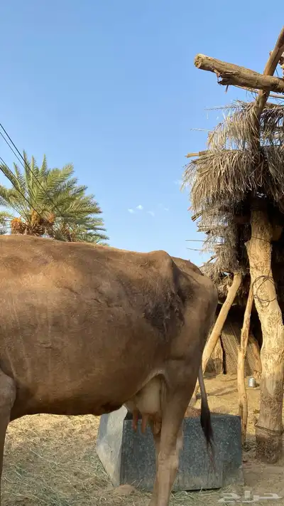 بقرة مسوح لقحه في شهرها السابع ونحلبها لين تلد ونفسها زينه 2