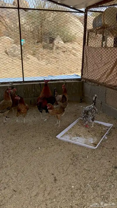 دجاج عربي افرق 5