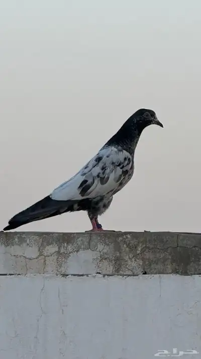 حمام بكستاني 0