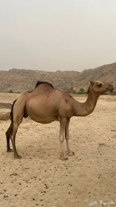ناقه ساحليه جنبه تسعه اشهر 1