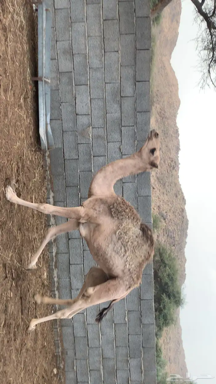 حاشي 2
