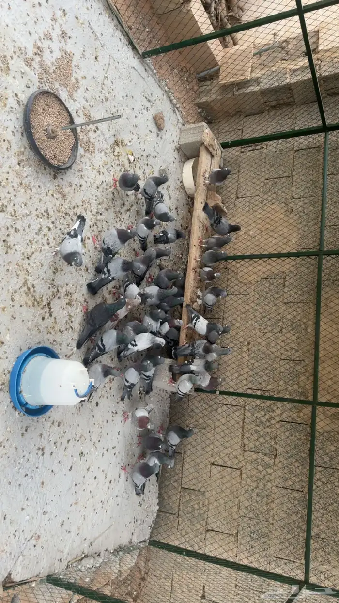 حمام فرنسي وحمام زاجل تمم البيع 0