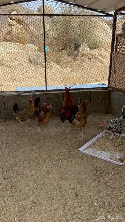 دجاج عربي افرق 4