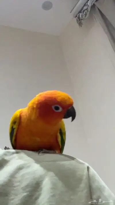بغباء صن كنيور 3