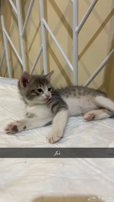 تبني قطط 14