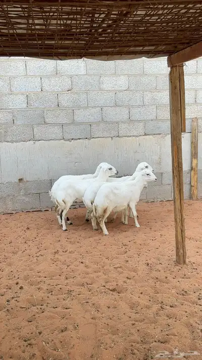 رخال رفيد 2