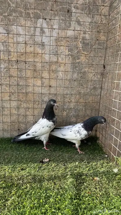 حمام باكستاني 10