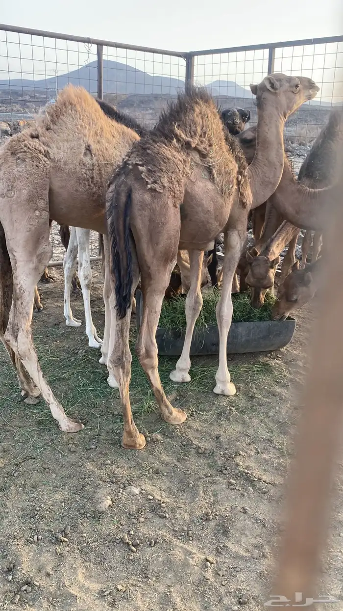 قعدان للبيع 0