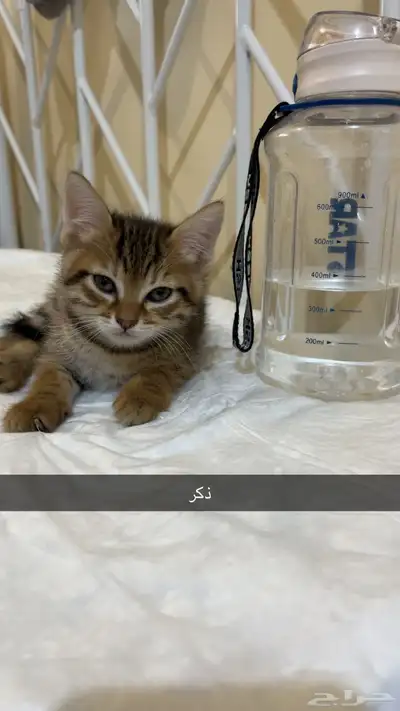 تبني قطط 6