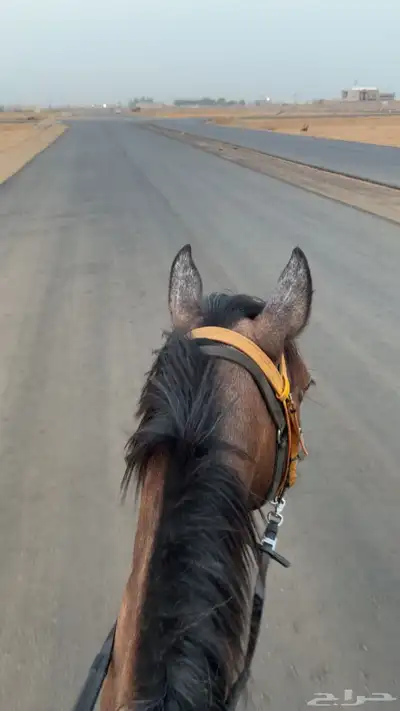 خيل بوني عمر سنتين 0