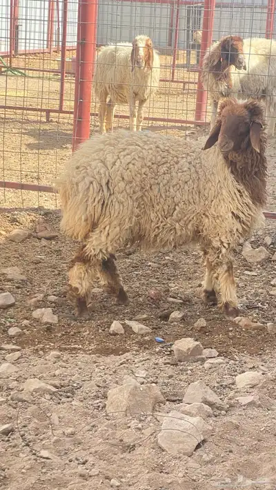 رخل طيبه ظهر فل شحم 1
