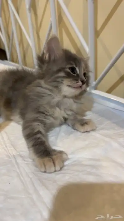 تبني قطط 19