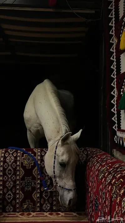 حصان عربي اصيل 0