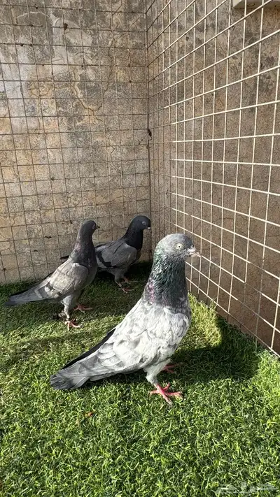 حمام باكستاني 14