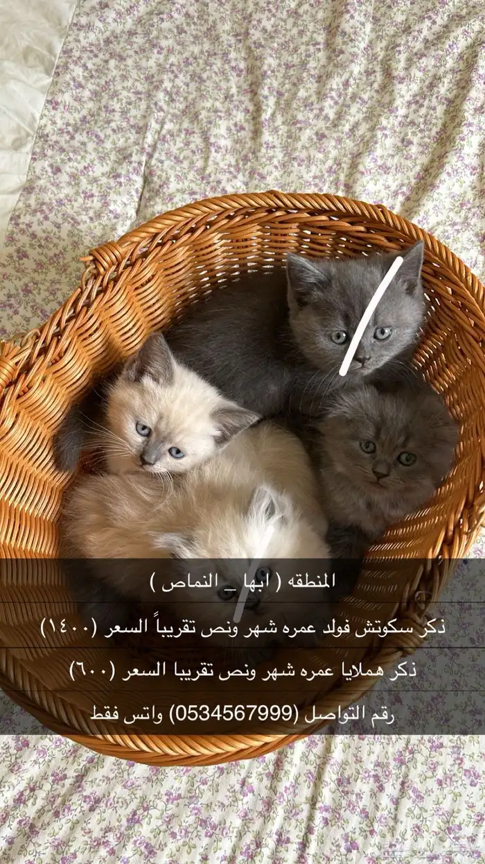 قطط مافيهم اي أمراض ولا مرا طلعو من البيت 0