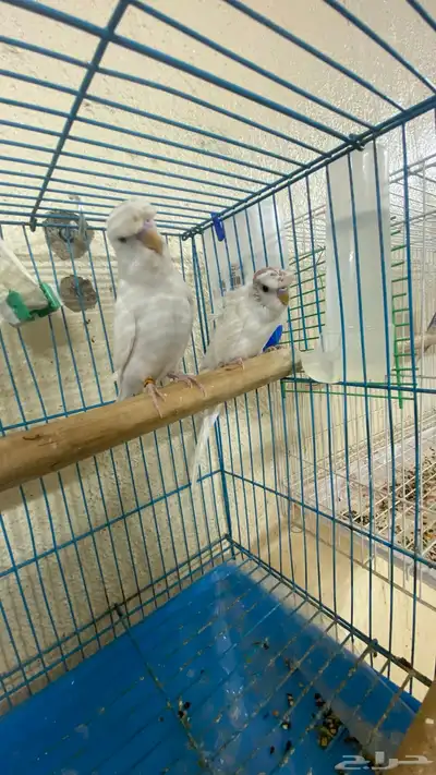 فروخ بادجي هوقو 2