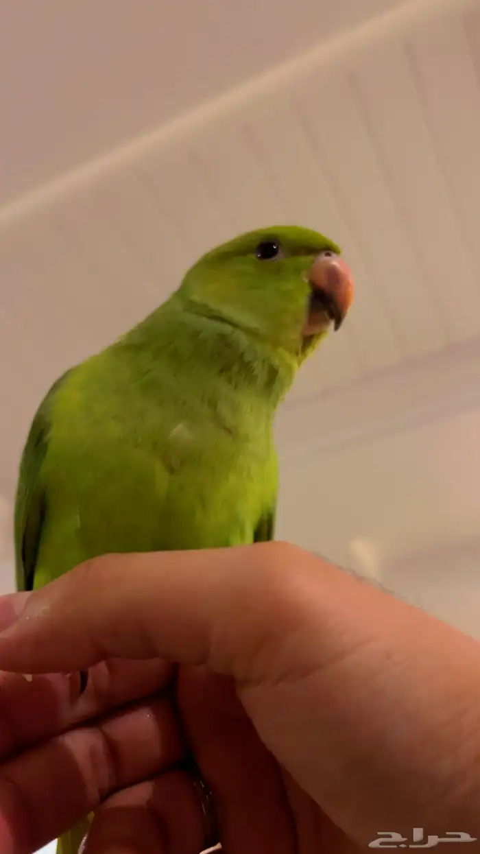ببغاء درة اليف 2