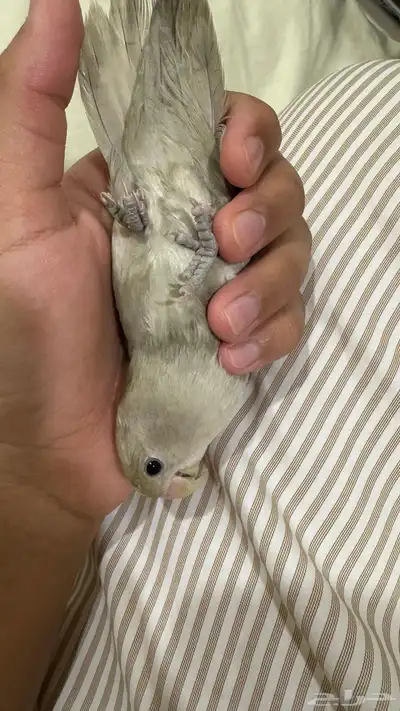 للبيع روز نص ولافه لونه مميز فستقي 3