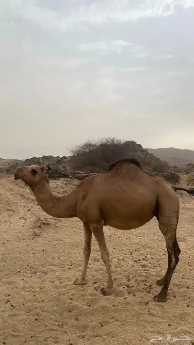 ناقه ساحليه جنبه تسعه اشهر 7