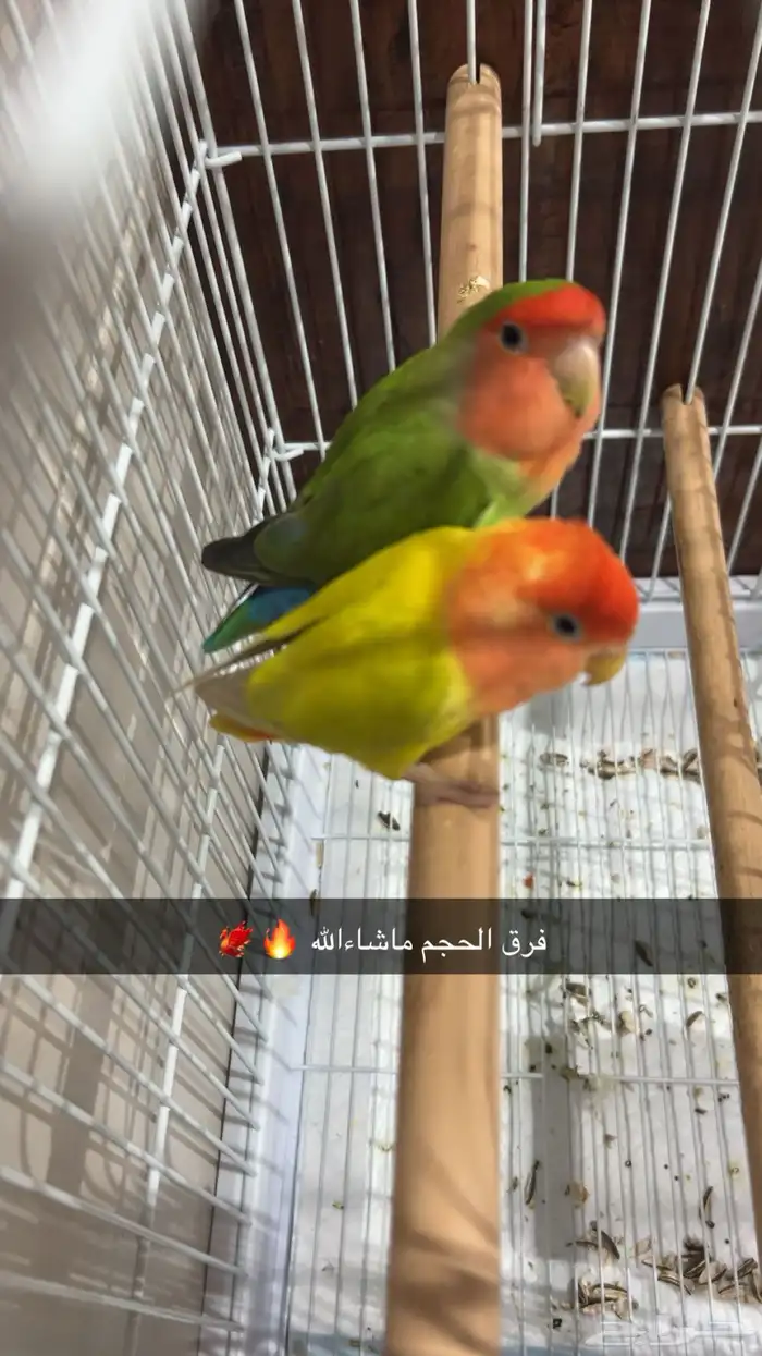 تم البيع 8