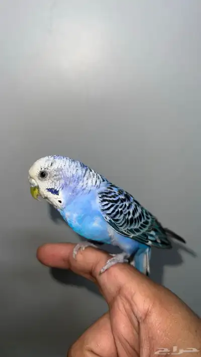 ببغاء بادجي العمر 7 شهور 1