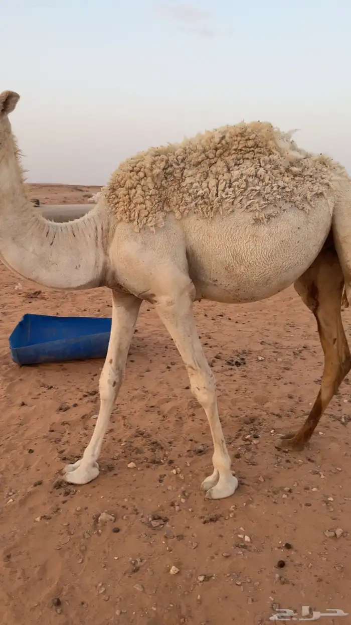 مفرود للبيع 1