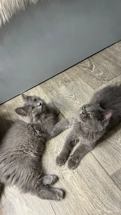 قطط 9