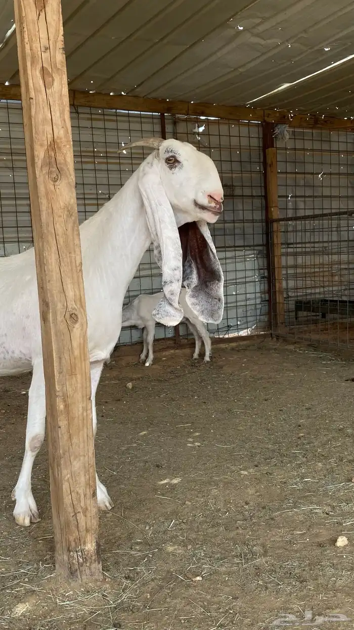 عنز متبع ب ثلاثه صنف 2