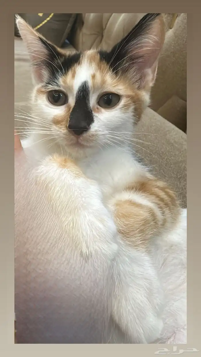 تبني قطط 3 شهور 0